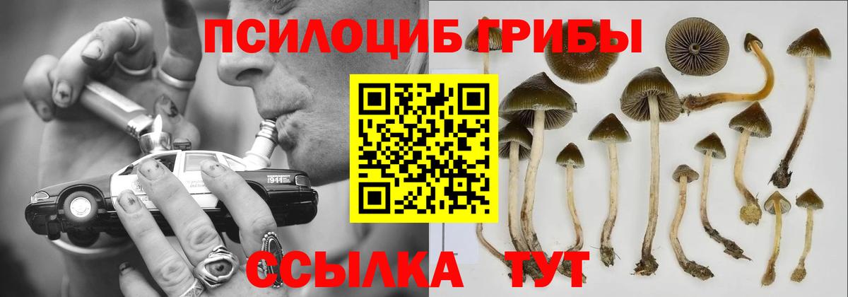Псилоцибиновые грибы Psilocybe Барнаул